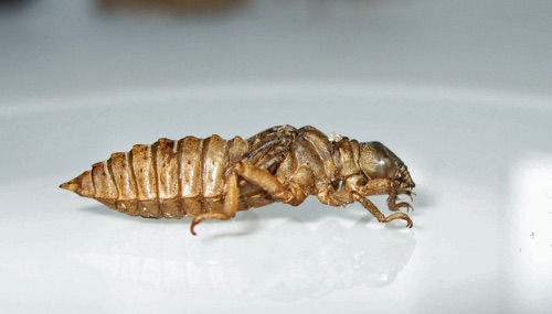 Exuvia
2013